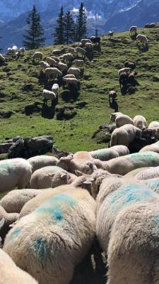 Die Schafe - jetzt wird gefressen